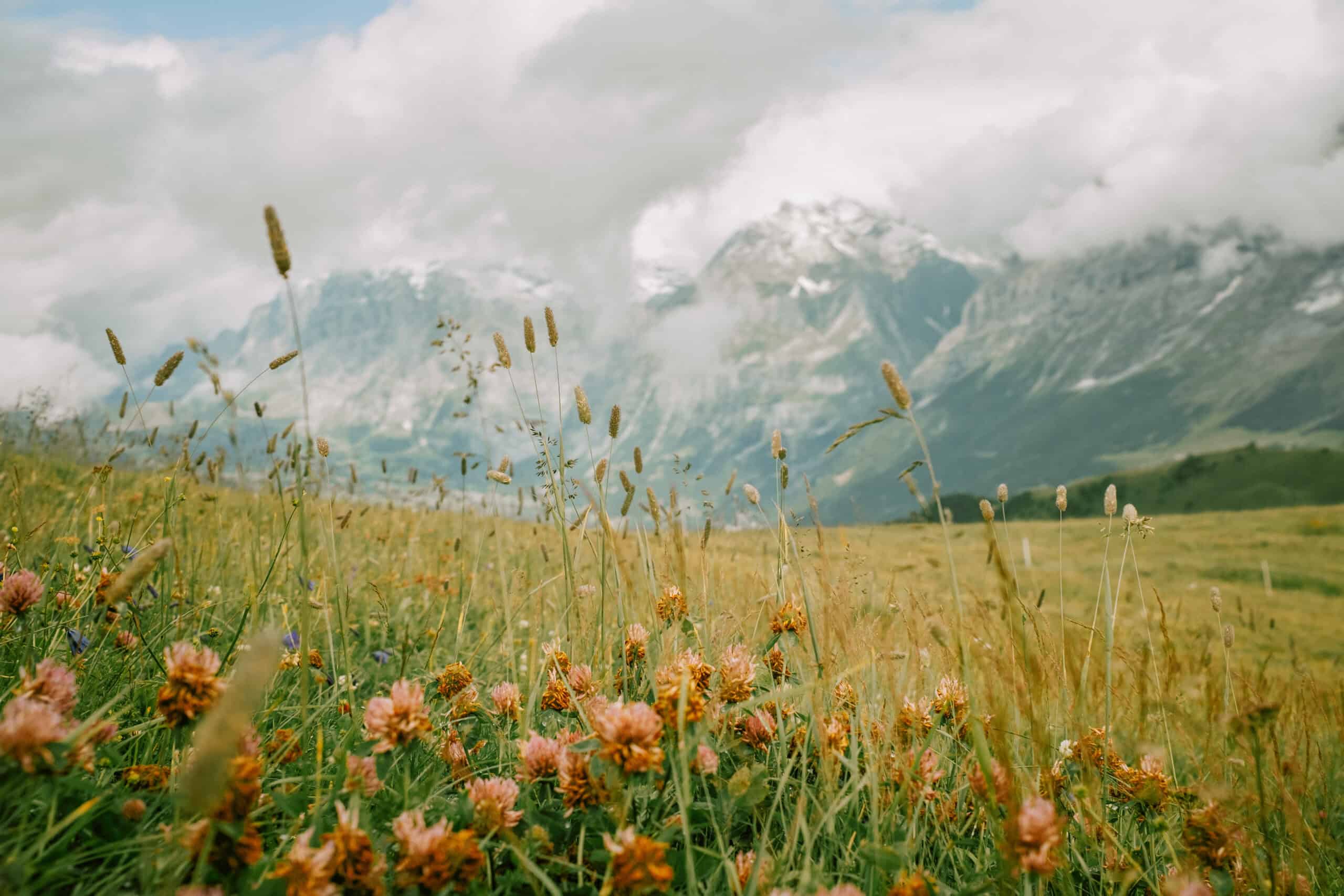 Close-up of alpine flowers in a field with blurred mountains